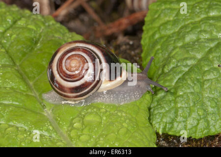 Weißlippen-Schnecke (Bänderschnecken Hortensis), Baden-Württemberg, Deutschland Stockfoto