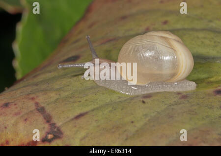 Weißlippen-Schnecke (Bänderschnecken Hortensis) ohne Streifenbildung, Baden-Württemberg, Deutschland Stockfoto