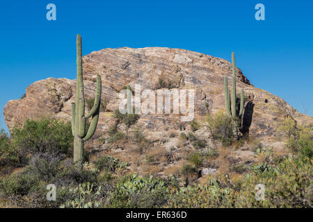 Saguaro Kakteen (Carnegiea gigantea) auf einem großen Felsen, Sonoran Wüste, Tucson, Arizona, USA Stockfoto