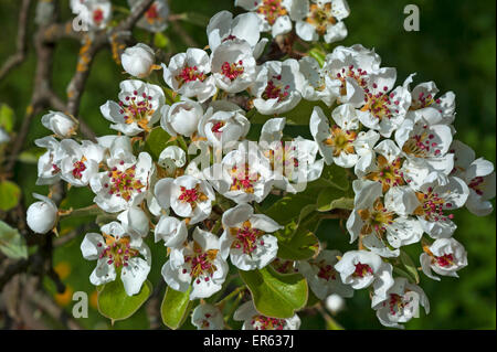 Blüten von einer gemeinsamen Birne (Pyrus Communis), Bayern, Deutschland Stockfoto