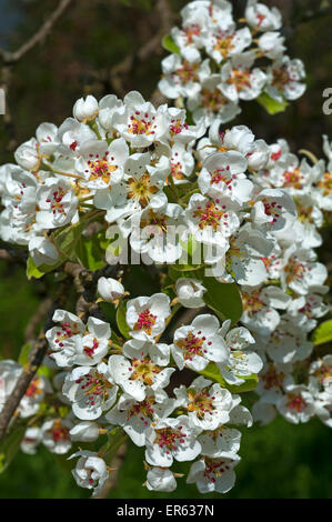 Blüten von einer gemeinsamen Birne (Pyrus Communis), Bayern, Deutschland Stockfoto