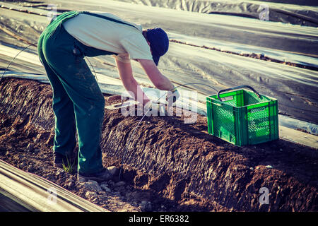 Ernte Hand schneiden Spargel Stockfoto