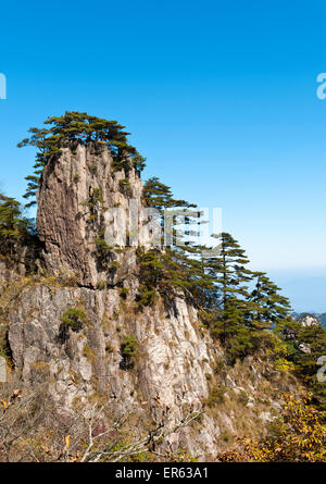 Bizarr aufragenden Felsen überwachsen mit Huangshan Kiefern (Pinus hwangshanensis), Mount Huangshan, Mount Huangshan, Provinz Anhui Stockfoto