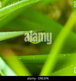 Einzigen Tautropfen auf einem Grashalm. Stockfoto