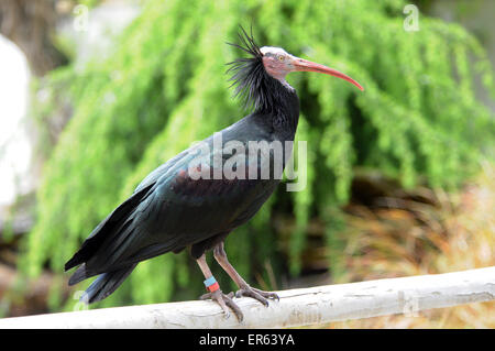 Ein Waldrapp Ibis eine vom Aussterben bedrohte Vogel aus Marokko. Auch bekannt als die nördlichen Glatze oder Einsiedler Ibis, Geronicus erimita Stockfoto