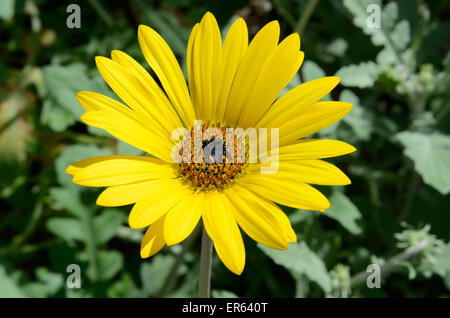 Nahaufnahme eines gelben getuftet Arctotis Blume Arctotis acaulis Stockfoto