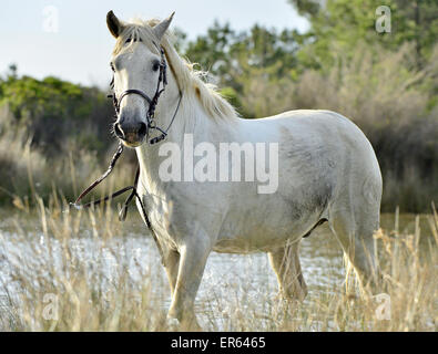 Porträt von weißen Camargue-Pferde im Parc Regional de Camargue - Provence, Frankreich Stockfoto