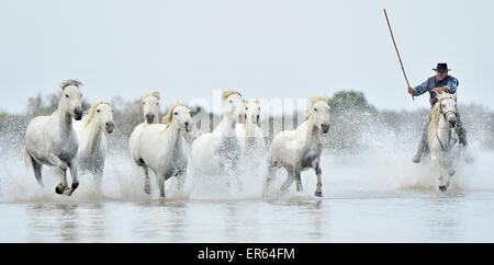 Herde von weißen Camargue-Pferde, die auf dem Wasser des Meeres. Frankreich. Stockfoto