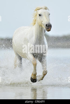 Weißen Camargue-Pferd auf dem Wasser laufen Stockfoto