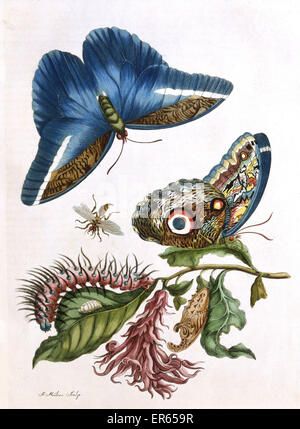 Illustration von Maria Sibylla Merian (1647-1717), Butterfly, deutschstämmige Naturforscher und wissenschaftlichen Illustrator, gestochen von J Mulder von einem Besuch in Suriname, Südamerika, Folio Volumen mit Farbtafeln. 1719 Stockfoto