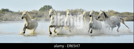 Herde von weißen Camargue-Pferde, die auf dem Wasser des Meeres. Frankreich. Stockfoto