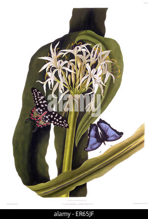 Crinum Pedunculatum (Sumpflilie), mit Schmetterlingen Stockfoto