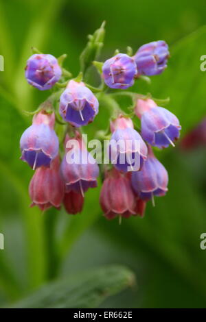 Beinwell kommt in Blüte an einem Bach in Nottinghamshire, Großbritannien Stockfoto