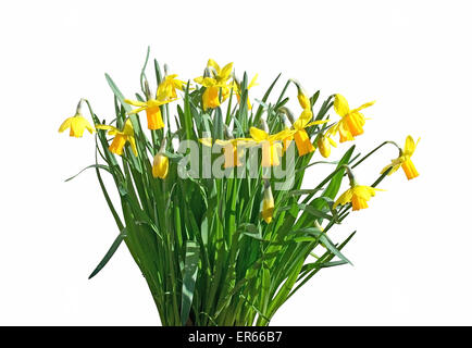 Gelbe Narzissen im Bouquet isoliert auf weiss. Stockfoto