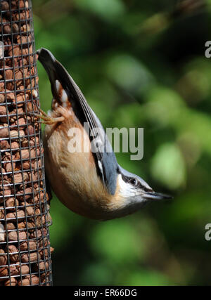 Mai 2015. Ein Kleiber Sitta Europaea, auf eine Erdnuss Feeder in Arundel, West Sussex. Stockfoto