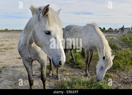 Porträt von weißen Camargue-Pferde im Parc Regional de Camargue - Provence, Frankreich Stockfoto