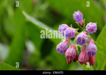 Beinwell kommt in Blüte an einem Bach in Nottinghamshire, Großbritannien Stockfoto