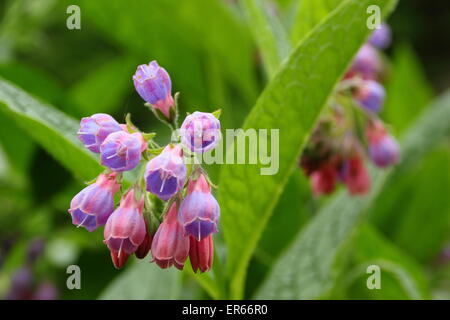 Beinwell kommt in Blüte an einem Bach in Nottinghamshire, Großbritannien Stockfoto