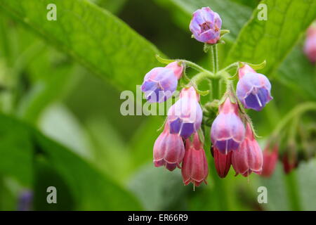 Beinwell kommt in Blüte an einem Bach in Nottinghamshire, Großbritannien Stockfoto