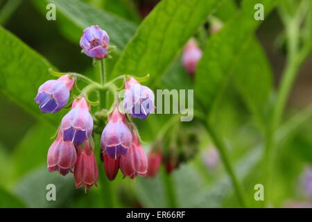 Beinwell kommt in Blüte an einem Bach in Nottinghamshire, Großbritannien Stockfoto