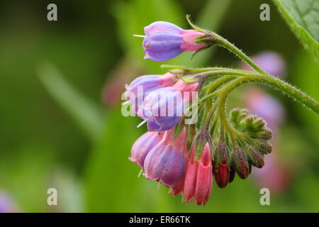 Beinwell kommt in Blüte an einem Bach in Nottinghamshire, Großbritannien Stockfoto