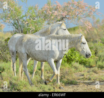 Porträt von weißen Camargue-Pferde im Parc Regional de Camargue - Provence, Frankreich Stockfoto