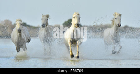 Herde von weißen Camargue-Pferde, die auf dem Wasser des Meeres. Frankreich. Stockfoto