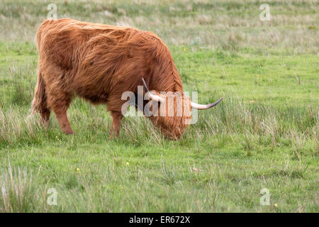 Erwachsenen rote Schottisch-Gälisch oder Highland Cattle auf einer Wiese auf der Isle of Lewis and Harris in den äußeren Hebriden Stockfoto