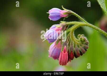 Beinwell kommt in Blüte an einem Bach in Nottinghamshire, Großbritannien Stockfoto