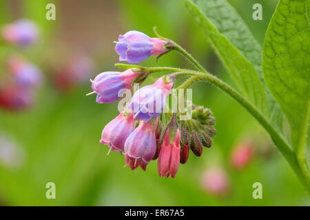 Beinwell kommt in Blüte an einem Bach in Nottinghamshire, Großbritannien Stockfoto