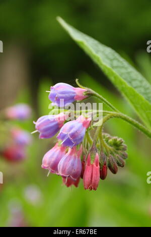 Beinwell kommt in Blüte an einem Bach in Nottinghamshire, Großbritannien Stockfoto