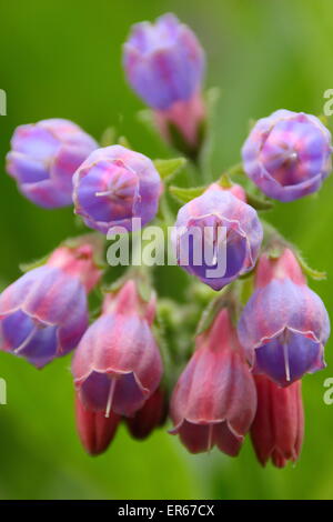 Beinwell kommt in Blüte an einem Bach in Nottinghamshire, Großbritannien Stockfoto