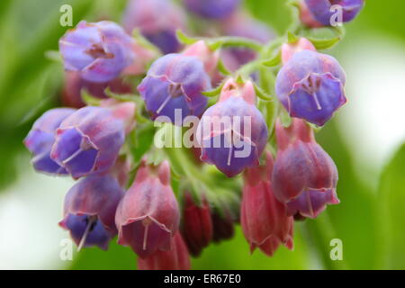 Beinwell kommt in Blüte an einem Bach in Nottinghamshire, Großbritannien Stockfoto