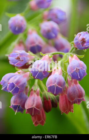 Beinwell kommt in Blüte an einem Bach in Nottinghamshire, Großbritannien Stockfoto