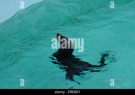 Dichtung in einem pool Stockfoto