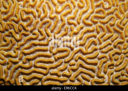 Unterwasserwelt, Nahaufnahme Bild der symmetrische Hirnkoralle, Diploria Strigosa, Karibik Stockfoto