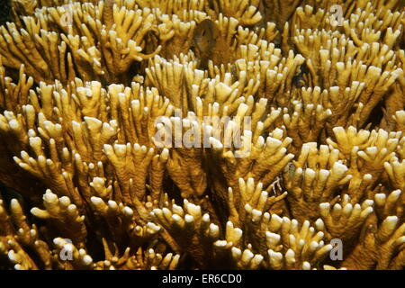 Unterwasserwelt, Nahaufnahme Bild von verzweigten Feuer Korallen, Millepora Alcicornis, Karibik Stockfoto