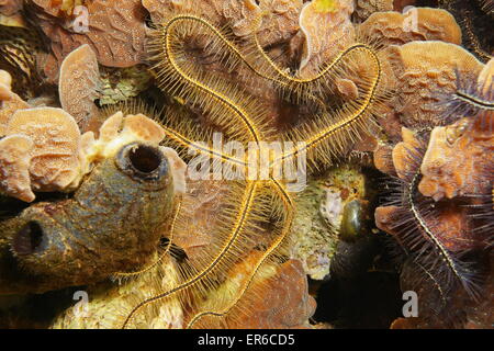 Unterwasserwelt, Nahaufnahme von einem Suenson Schlangenstern, Ophiothrix Suensoni, über Salat Coral, Karibik Stockfoto