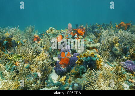 Auf einem üppigen Meeresboden mit bunten Unterwasserwelt, komponiert von Korallen und Schwämme in der Karibik unter Wasser Stockfoto