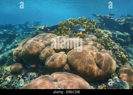 Unterwasserlandschaft in einem Stony Korallenriff des karibischen Meeres Stockfoto