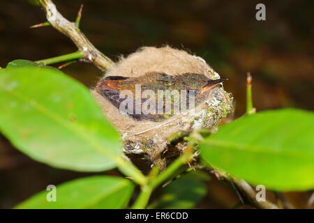 Junge rufous-tailed Kolibri im Nest, Panama, Mittelamerika Stockfoto