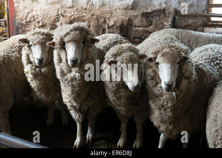 Corriedale Schafe aus der Feder bereit für Scheren am Westhügel gespaltenen Schaffarm, Victoria, Australien. Stockfoto