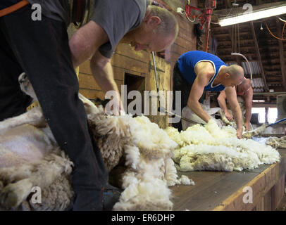 Scheren an gespaltenen Westhügel Schaffarm, Victoria, Australien. Stockfoto