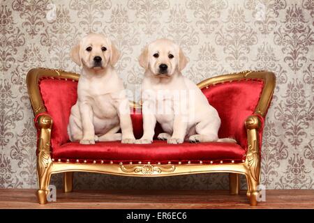 Labrador Retriever Welpen Stockfoto