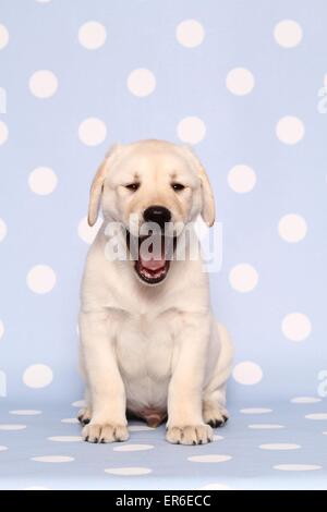 Labrador Retriever Welpen Stockfoto