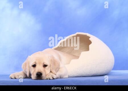 Labrador Retriever Welpen Stockfoto