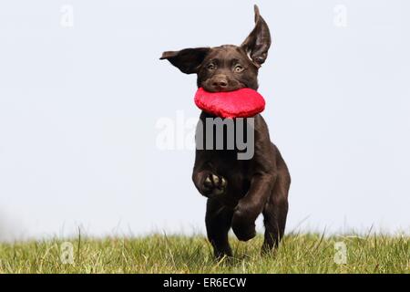 Labrador Retriever Welpen Stockfoto