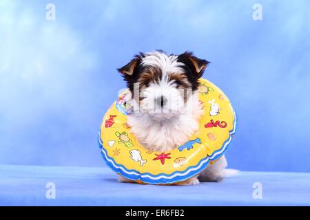 Biewer Yorkshire Terrier Welpen Stockfoto