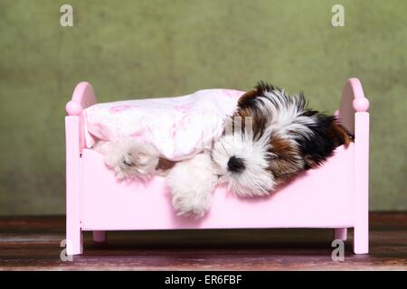 Biewer Yorkshire Terrier Welpen Stockfoto