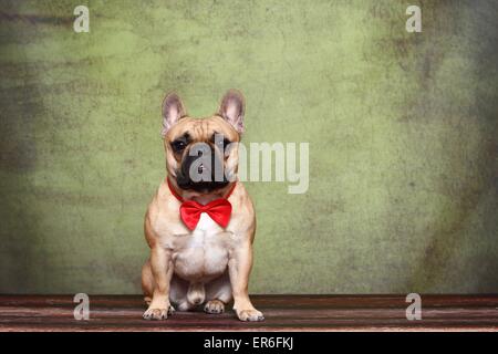 Französische Bulldogge sitzend Stockfoto